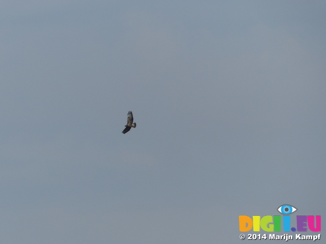 FZ003593 Buzzard (Buteo buteo)